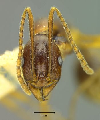 Media type: image; Entomology 20598   Aspect: head frontal view